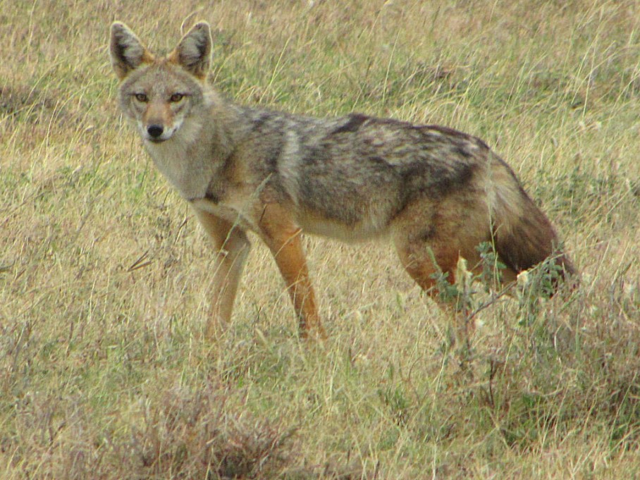 golden jackals